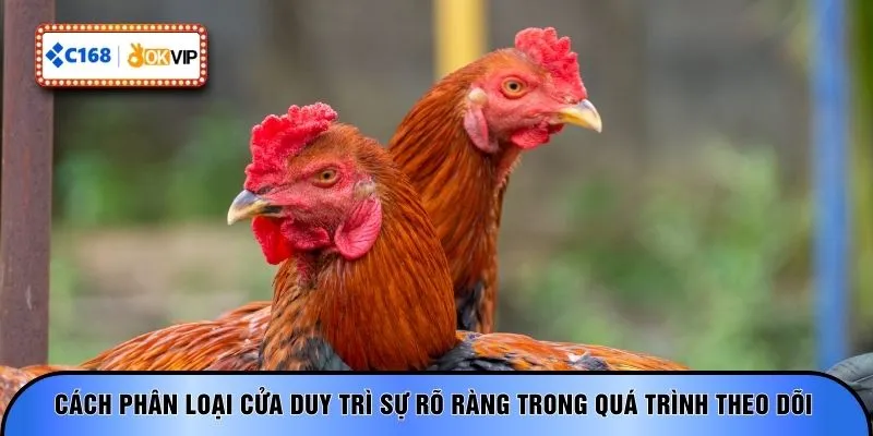 Cách phân loại cửa duy trì sự rõ ràng trong quá trình theo dõi